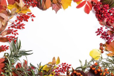 Beyaz arka planda sonbahar yaprakları. Metin için alanı kopyala.