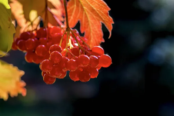 Ramo Com Viburnum Bagas Vermelhas Fundo Outono — Fotografia de Stock