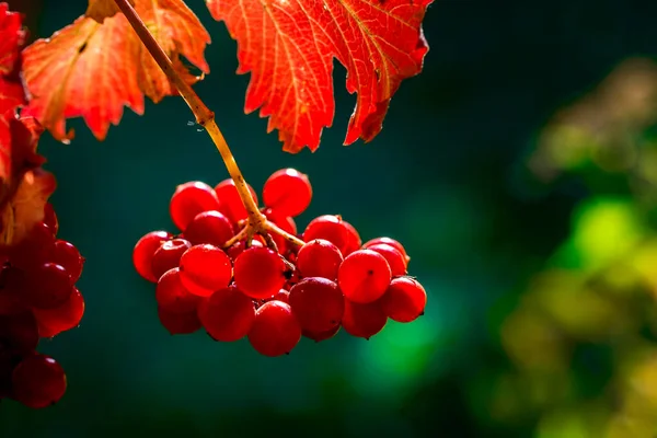 Ramo Com Viburnum Bagas Vermelhas Fundo Outono — Fotografia de Stock