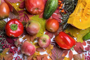 Beyaz arka planda sonbahar yaprakları. Metin için alanı kopyala.