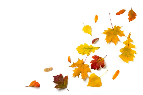 Autumn Leaves White Background Copy Space Text — Stock Photo, Image