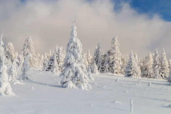 Arbres Enneigés Hiver Dans Les Montagnes Oural — Photo