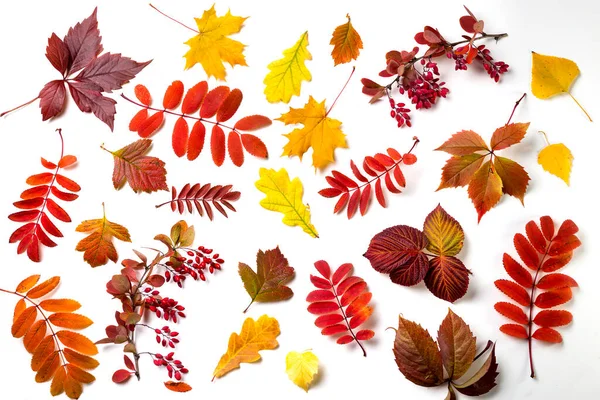 Autumn Leaves White Background Copy Space Text — Stock Photo, Image