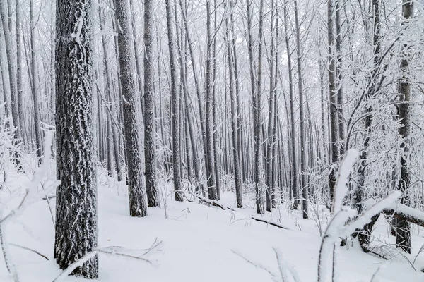 Invierno Árboles Cubiertos Nieve Las Montañas Los Urales — Foto de Stock