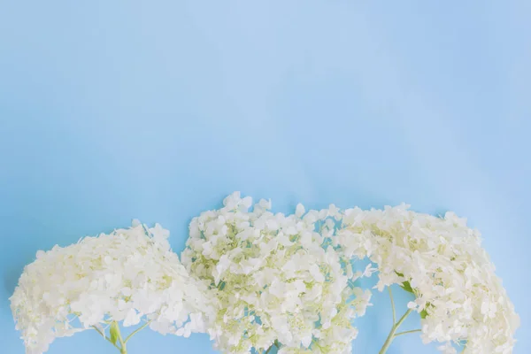 White flower hydrangea on a blue background