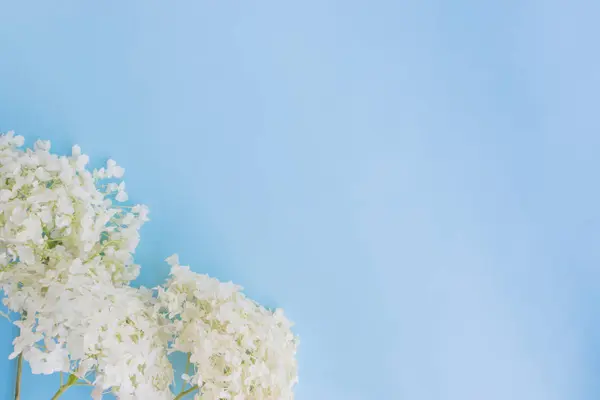 White flower hydrangea on a blue background