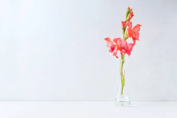 Pink flowers in a vase on a light background