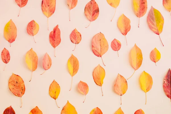 Flat lay pattern with colorful autumn leaves on a color background