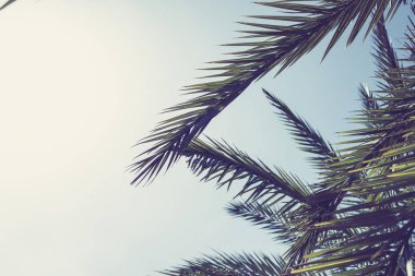 gökyüzü arka plan üzerinde palmiye ağaçlarının dalları. 