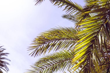 gökyüzü arka plan üzerinde palmiye ağaçlarının dalları. 