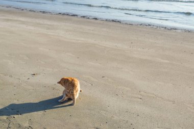 Deniz dalgası arka planda gündoğumu plajda kum sevimli kırmızı kedi yavrusu