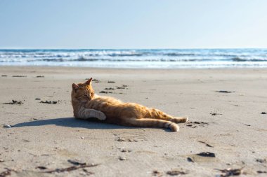 Sevimli kırmızı kedi sahilde rahatlatıcı 