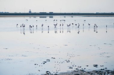 Gün batımında Larnaka tuz göllerinde pembe flamingo sürüsü. Kıbrıs Adası