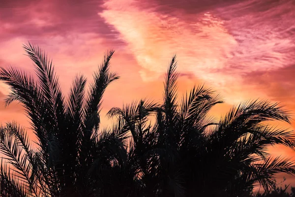 Zweige Von Palmen Himmel Hintergrund — Stockfoto