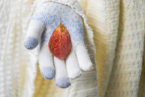 Gros Plan Main Femelle Avec Feuille Automne — Photo