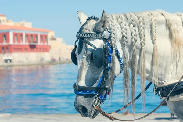 Primer Plano Caballo Blanco Con Carruaje Para Los Turistas Ciudad —  Fotos de Stock