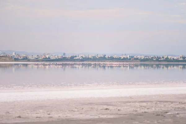 Rebanho Flamingos Rosados Nos Lagos Salgados Larnaca Pôr Sol Ilha — Fotografia de Stock