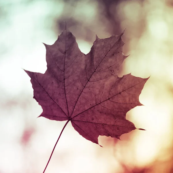 Nahaufnahme Eines Ahornblattes Sonnenlicht Des Herbstwaldes Indische Sommersaison Instagram Stil — Stockfoto