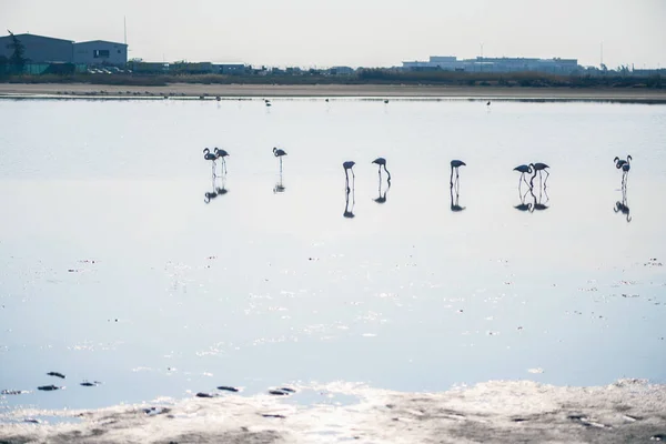 Gün Batımında Larnaka Tuz Göllerinde Pembe Flamingo Sürüsü Kıbrıs Adası — Stok fotoğraf