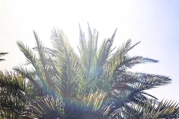 天空背景上的棕榈树的树枝 — 图库照片