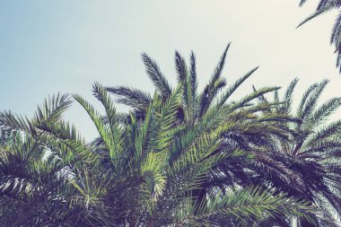 gökyüzü arka plan üzerinde tropikal palmiye ağaçlarının dalları. 