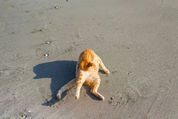 Süße Rote Katze Entspannt Strand — Stockfoto