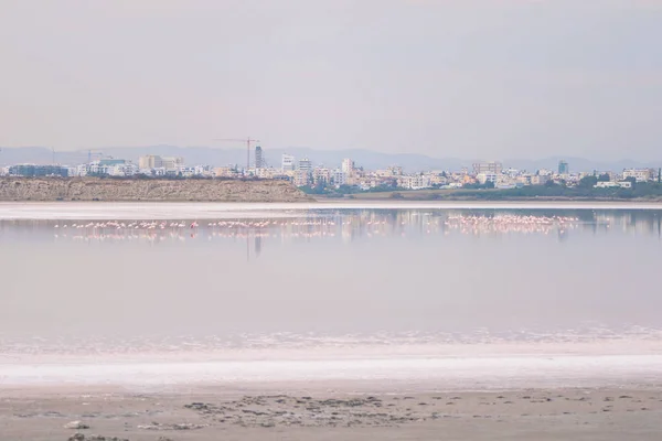 Rebanho Flamingos Rosados Nos Lagos Salgados Larnaca Pôr Sol Ilha — Fotografia de Stock