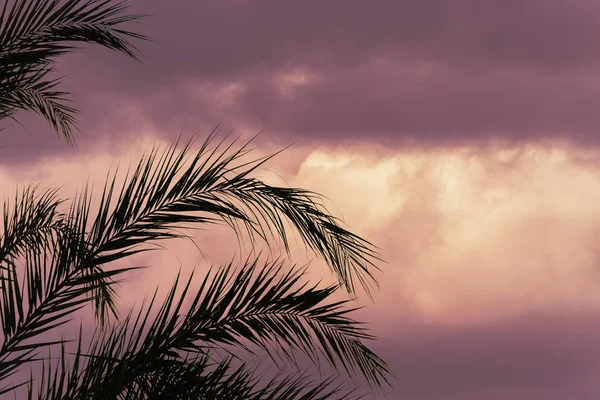 Branches Palmiers Sur Fond Ciel — Photo