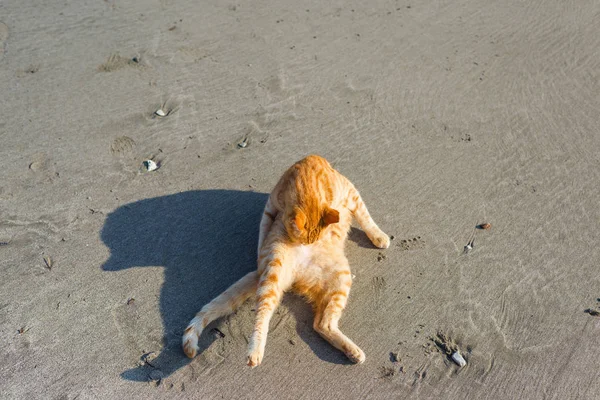 Süße Rote Katze Entspannt Strand — Stockfoto