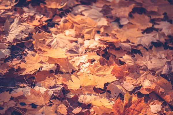 Background Leaves Land Autumn Forest Indian Summer Season — Stock Photo, Image