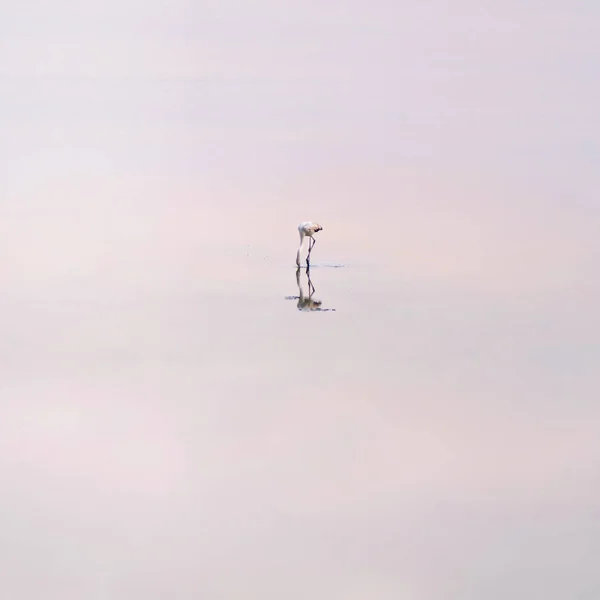 Rebanho Flamingos Rosados Nos Lagos Salgados Larnaca Pôr Sol Ilha — Fotografia de Stock