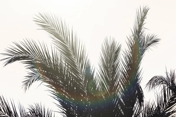 Imagen Ramas Palmera Fondo Del Cielo — Foto de Stock