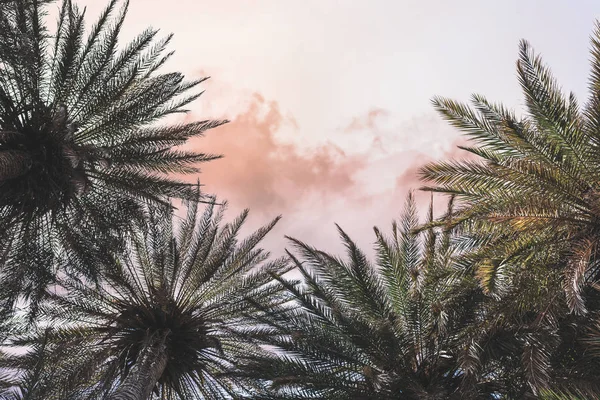 Image Branches Palmiers Sur Fond Ciel — Photo