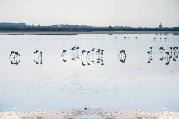 Rebanho Flamingos Rosados Nos Lagos Salgados Larnaca Pôr Sol Ilha — Fotografia de Stock