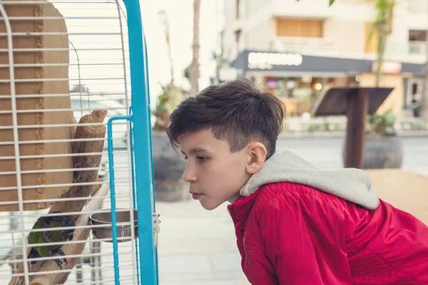 A boy stands near the cage with a parrot and plays with him