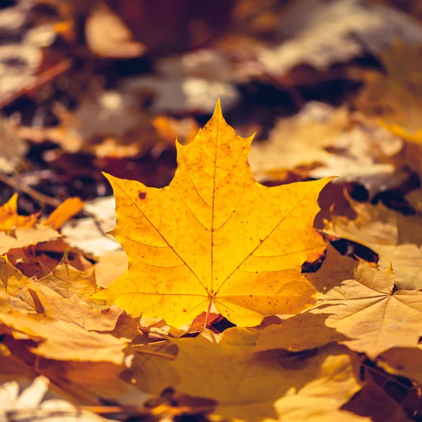 Fundo Folhas Terra Floresta Outono Temporada Verão Indiano Tamanho Instagram — Fotografia de Stock