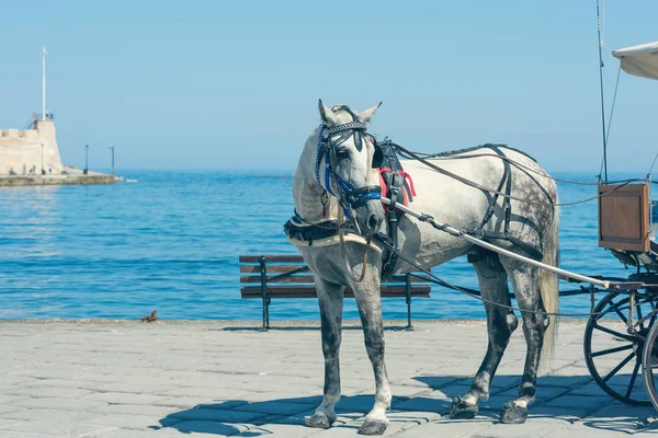 Closeup White Horse Carriage Tourists Chania Town Lighthouse Background Crete Stock Picture