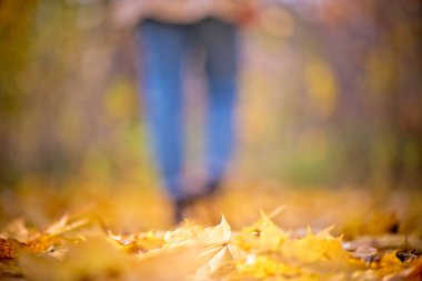 Kot pantolon ve çizmeli bulanık kız sonbahar ormanında yürüyor. Hint yaz sezonunda odaklanmamış kadın bacakları