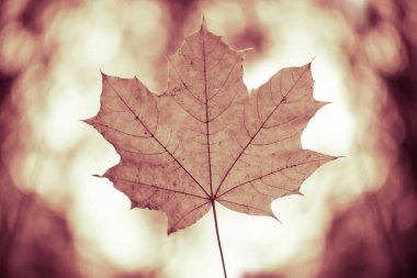 Sonbahar ormanının güneş ışığında bir akçaağaç yaprağının yakın çekimi. Hint yaz sezonu. Instagram stili