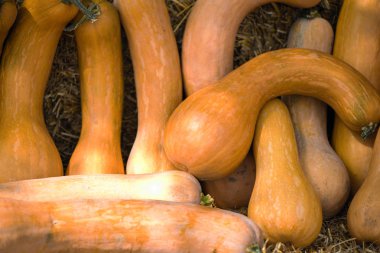 Turuncu kabak arka plan yığını