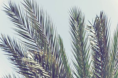 gökyüzü arka plan üzerinde palmiye ağaçlarının dalları. 