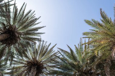gökyüzü arka plan üzerinde tropikal palmiye ağaçlarının dalları. 