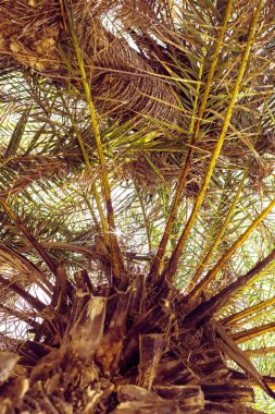 Gökyüzü arka plan üzerinde palmiye ağaçlarının dallarının resmidikey boyutu. 