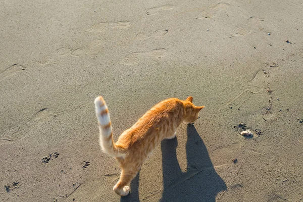 Niedliches Rotes Kätzchen Auf Dem Sand Des Strandes Bei Sonnenaufgang — Stockfoto