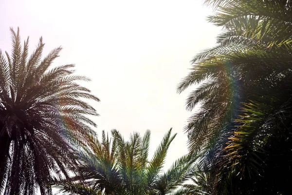 Gökyüzü Arka Plan Üzerinde Palmiye Ağaçlarının Dalları — Stok fotoğraf