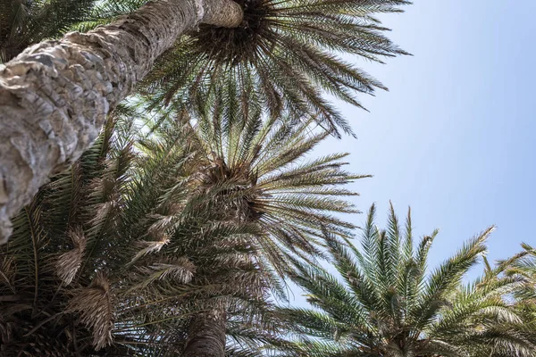 Ветви Тропических Пальм Фоне Неба — стоковое фото