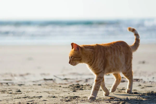 Cute Red Kitten Sand Beach Sunrise Sea Wave Background — Stock Photo, Image