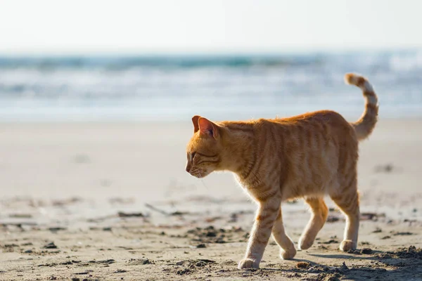 Niedliches Rotes Kätzchen Auf Dem Sand Des Strandes Bei Sonnenaufgang — Stockfoto