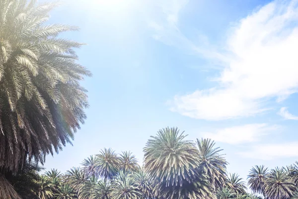 Ramas Palmeras Tropicales Fondo Del Cielo — Foto de Stock