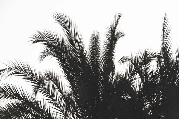 Branches Palm Trees Sky Background — Stock Photo, Image